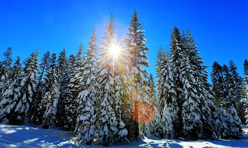 Красота зимнего леса