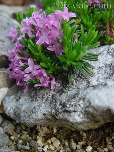 Альпийские растения для чешской скалки