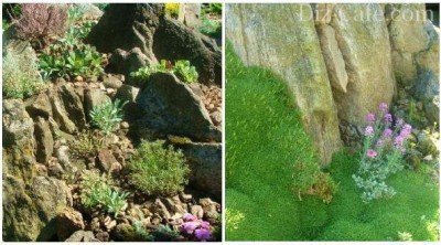 Методика посадки растений на альпийскую горку чешская скалка
