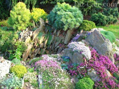 Высадка альпийских растений на каменную горку - чешскую скалку