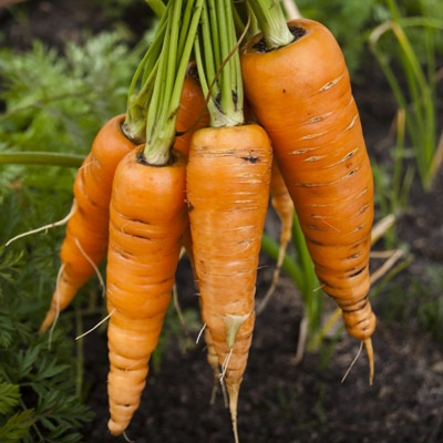 danver carrots in a Winter Garden