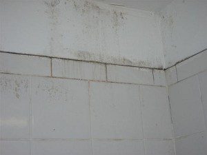 bathroom mold