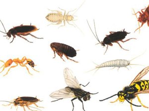 Разновидности насекомых в ванне